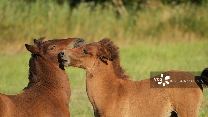 两匹年轻的马在草地上互相依偎图片素材