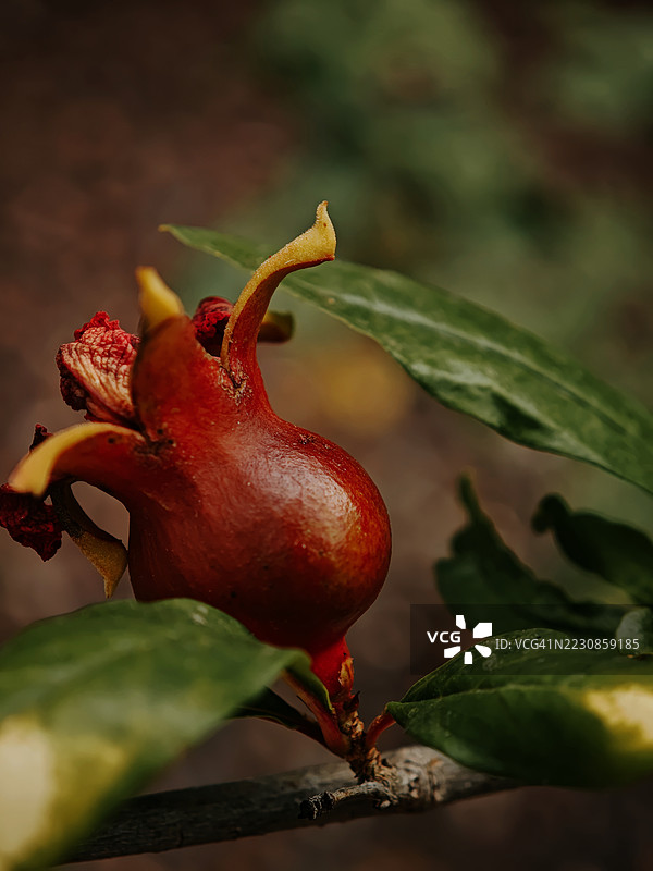 石榴果实在树枝上的特写图片素材