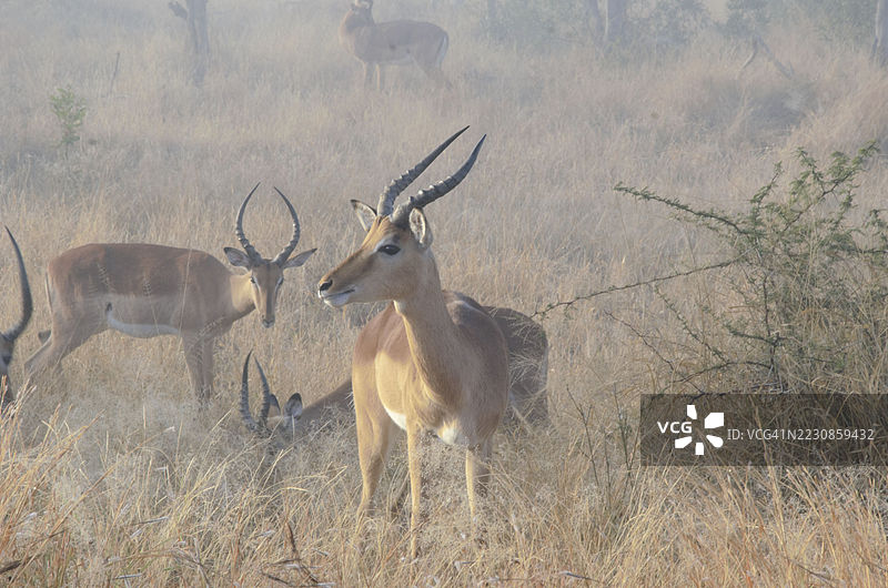 一群黑斑羚站在雾蒙蒙的田野中图片素材