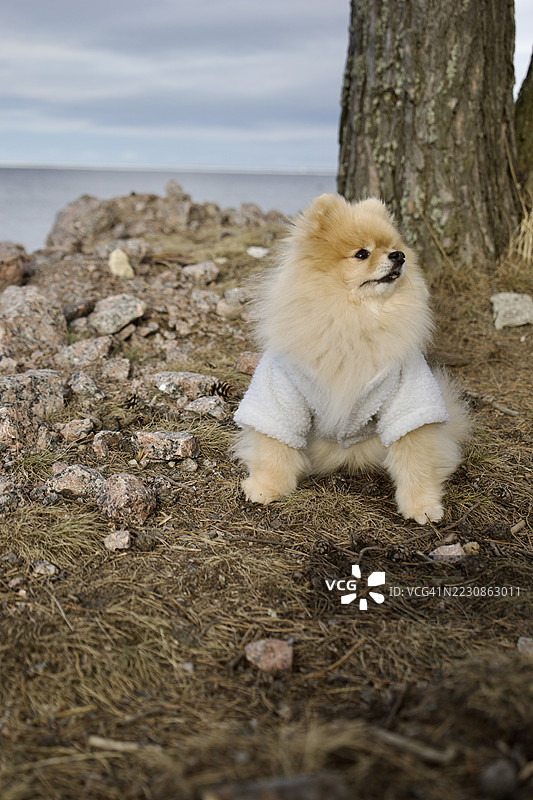 海边穿着舒适毛衣的毛茸茸的博美犬图片素材
