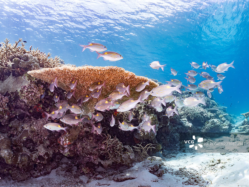 美丽的黄点皇帝鱼、条纹大眼鲷(Gnathodentex aureolineatus)等在奇妙的珊瑚礁中游弋。一群热带鱼。阿穆罗岛、座间味岛、庆良间群岛、岛尻郡,冲绳 - 2025年6月28日图片素材