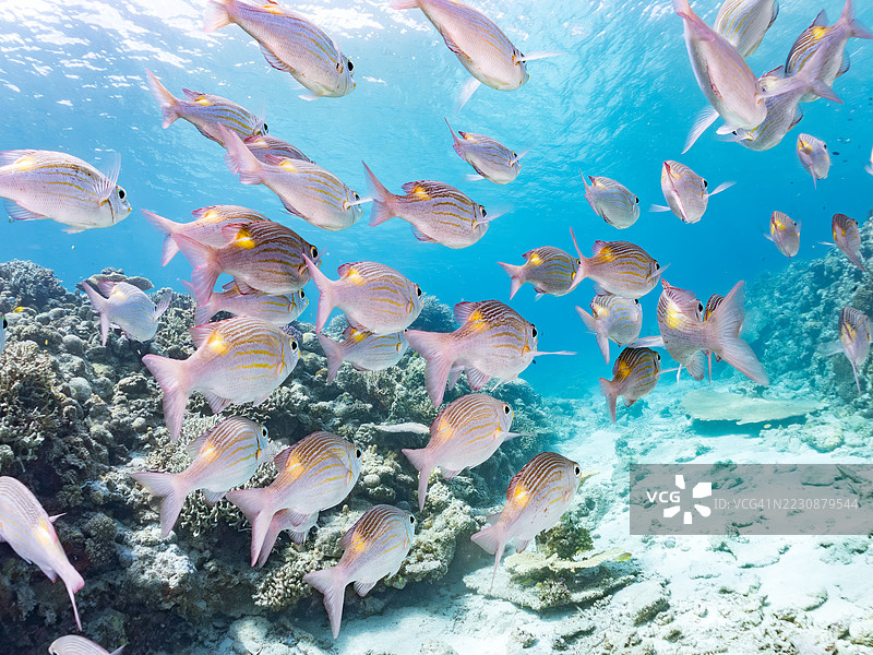 美丽的黄点皇帝鱼、条纹大眼鲷(Gnathodentex aureolineatus)等在奇妙的珊瑚礁中游弋。一群热带鱼。阿穆罗岛、座间味岛、庆良间群岛、岛尻郡,冲绳 - 2025年6月28日图片素材