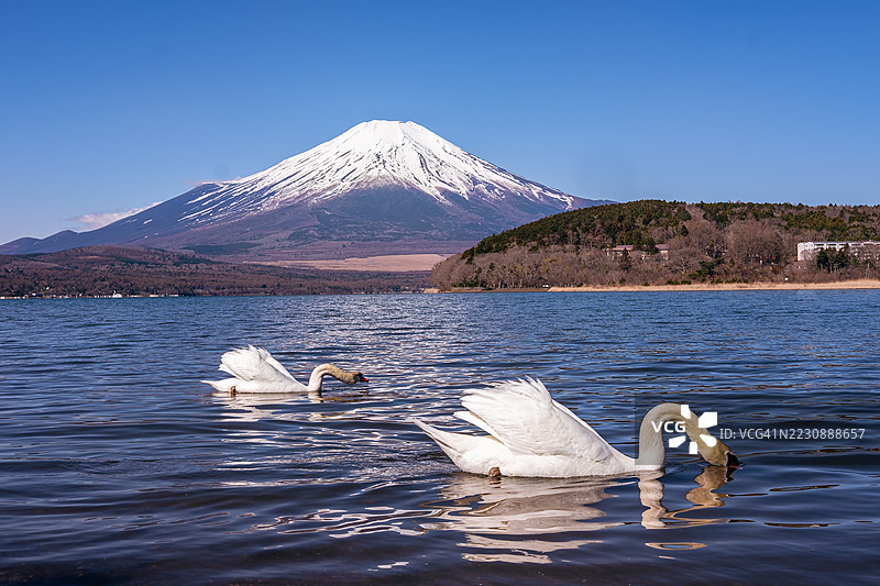 富士山背景下的山中湖天鹅图片素材