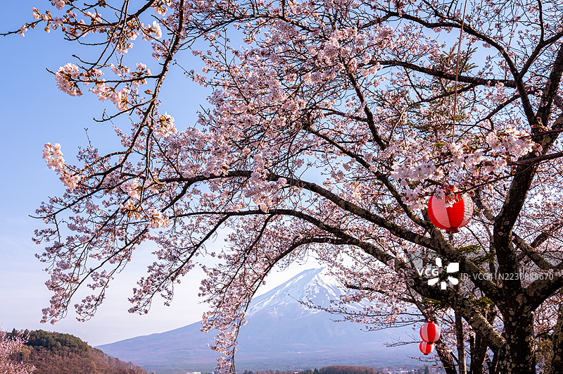 樱花与富士山图片素材