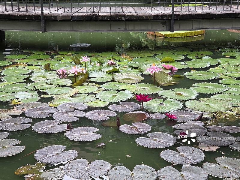 深粉色的花 水生植物，神圣的莲花，印度豆，莲花，莲科，池塘中的花 大花椭圆形花蕾 粉色尖端 花瓣中心鼓起 绿色的大叶子 茎杆修长 自然环境背景图片素材