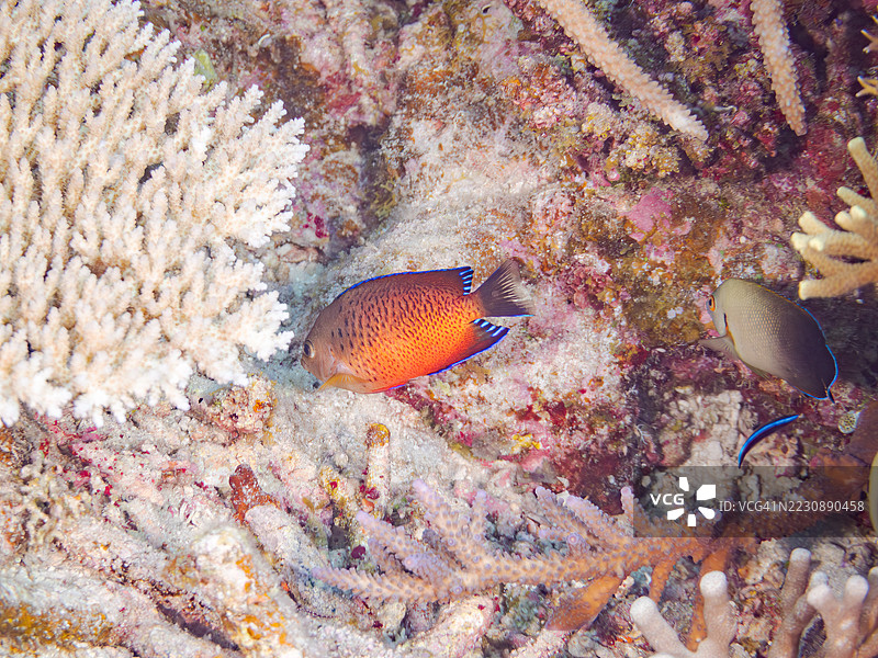 锈色天使鱼，Centropyge ferrugata，珍珠鳞天使鱼，Centropyge vrolikii。一群热带鱼。美丽的珊瑚礁和游泳的人们。阿穆罗岛，座间味岛，庆良间群岛，岛尻郡，冲绳 - 2025年6月28日图片素材