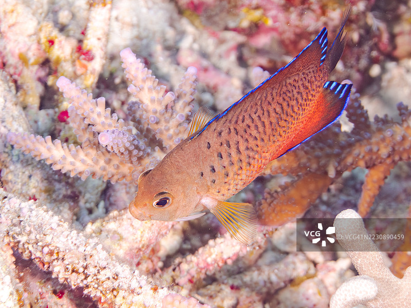 锈色天使鱼，Centropyge ferrugata，珍珠鳞天使鱼，Centropyge vrolikii。一群热带鱼。美丽的珊瑚礁和游泳的人们。阿穆罗岛，座间味岛，庆良间群岛，岛尻郡，冲绳 - 2025年6月28日图片素材