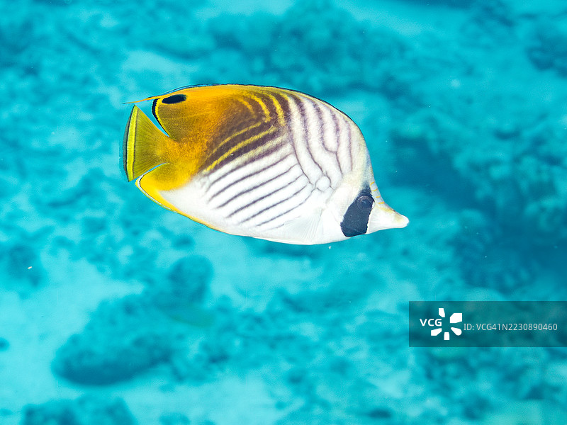 一群美丽的丝带蝴蝶鱼和其他热带鱼在奇妙的珊瑚礁中游弋。美丽的珊瑚礁和游泳的人们。位于冲绳的阿穆罗岛、座间味岛、庆良间群岛，时间为2025年6月28日。图片素材