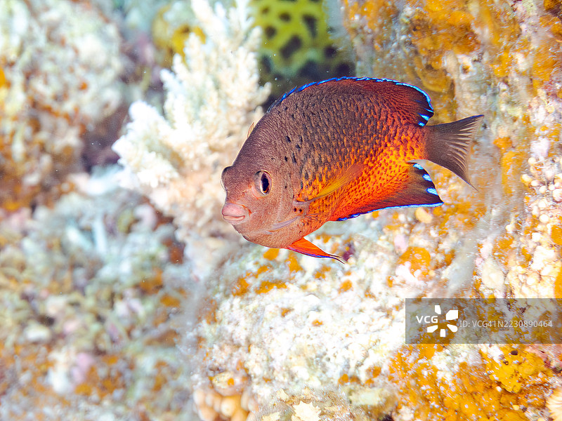 锈色天使鱼，Centropyge ferrugata，珍珠鳞天使鱼，Centropyge vrolikii。一群热带鱼。美丽的珊瑚礁和游泳的人们。阿穆罗岛，座间味岛，庆良间群岛，岛尻郡，冲绳 - 2025年6月28日图片素材