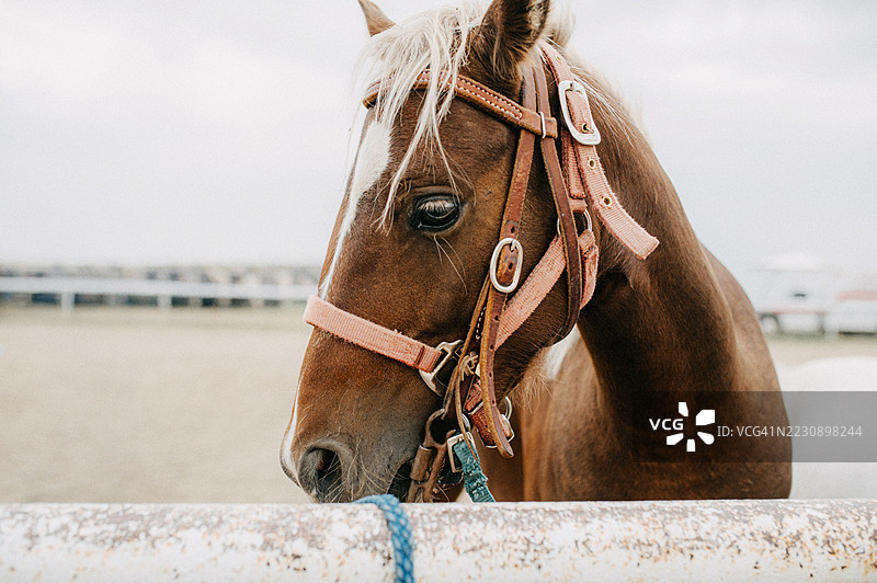 一匹栗色马带着白色鬃毛，若有所思地望着栅栏。图片素材