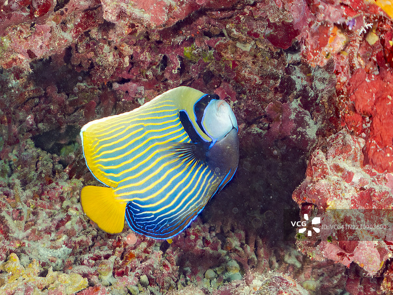 皇帝天使鱼，帝王鱼，剑齿松鼠鱼，刺鳍鱼，面具旗鱼，单角旗鱼。一群热带鱼。美丽的珊瑚礁和游泳的人们。阿穆罗岛，座间味岛，庆良间群岛，岛尻郡。图片素材