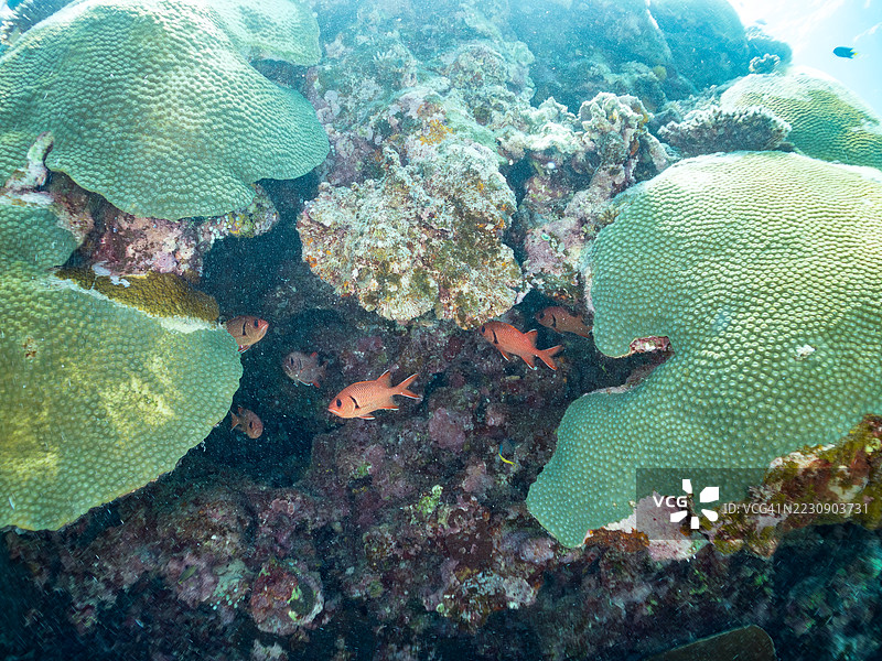 斑点眼士兵鱼,Myripristis berndti。在海洞中。一群热带鱼。阿穆罗岛,座间味岛,庆良间群岛,岛尻郡,冲绳 - 2025年6月28日图片素材