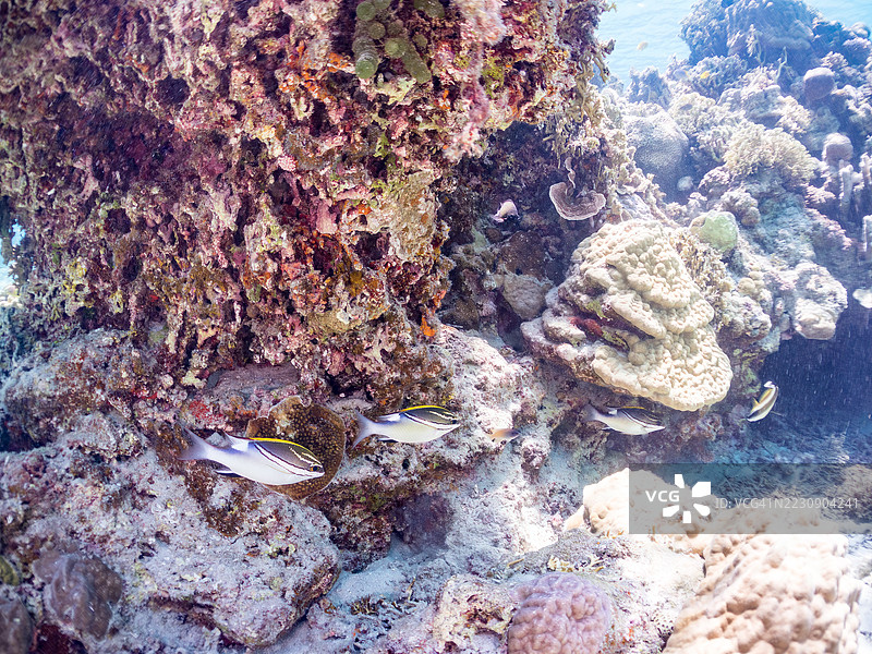 双线单眼鲷,学名:Scolopsis bilineata。一群热带鱼。美丽的珊瑚礁和游泳的人们。阿穆罗岛,座间味岛,庆良间群岛,岛尻郡,冲绳 - 2025年6月28日图片素材