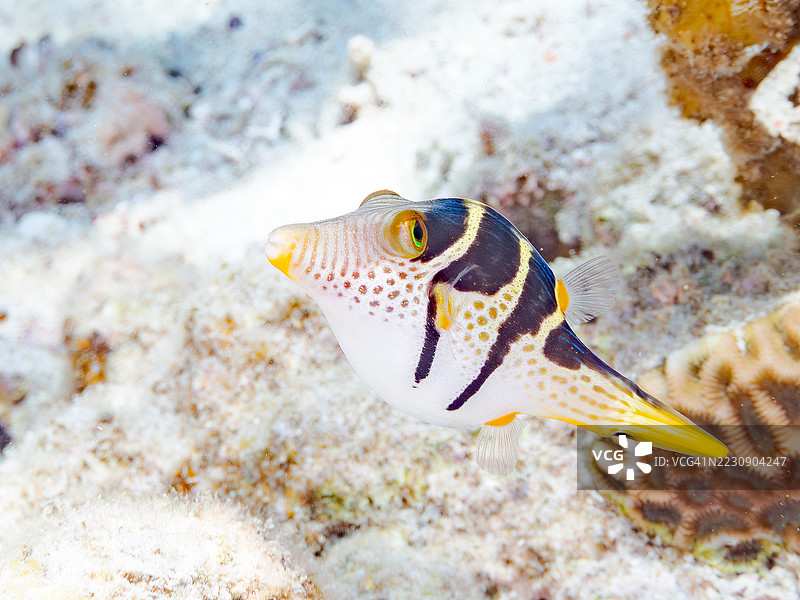 美丽的瓦伦丁尖嘴鱼（Canthigaster valentini）和其他鱼类在美妙的珊瑚礁中。热带鱼群。美丽的珊瑚礁和游泳的人们。阿穆罗岛，座间味岛，庆良间群岛，岛尻郡，冲绳 - 6月28日，2图片素材