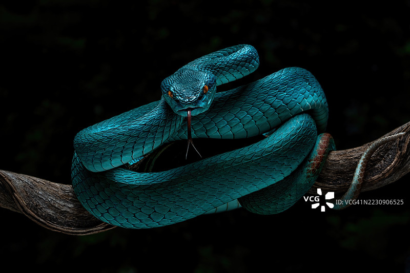 蓝白唇蝮蛇图片素材