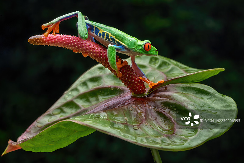 红眼树蛙图片素材