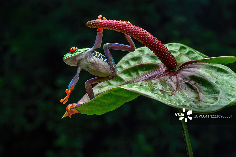 红眼树蛙图片素材