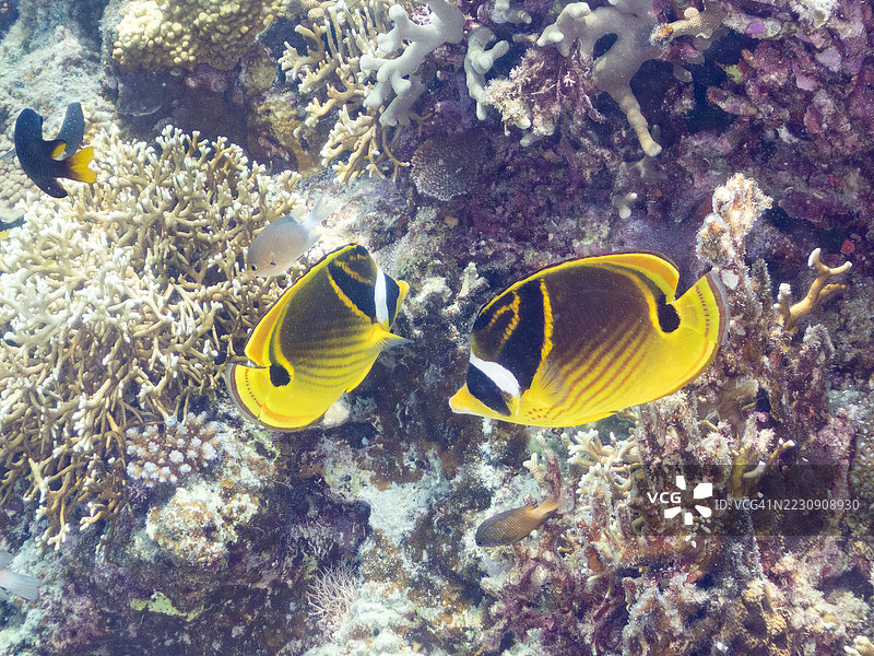 美丽的浣熊蝴蝶鱼群,月亮蝴蝶鱼及其他鱼类在奇妙的珊瑚礁中。热带鱼群。美丽的珊瑚礁和游泳的人们。阿穆罗岛,座间味岛,慶良間群岛,岛尻郡,冲绳 - 2025年6月28日图片素材