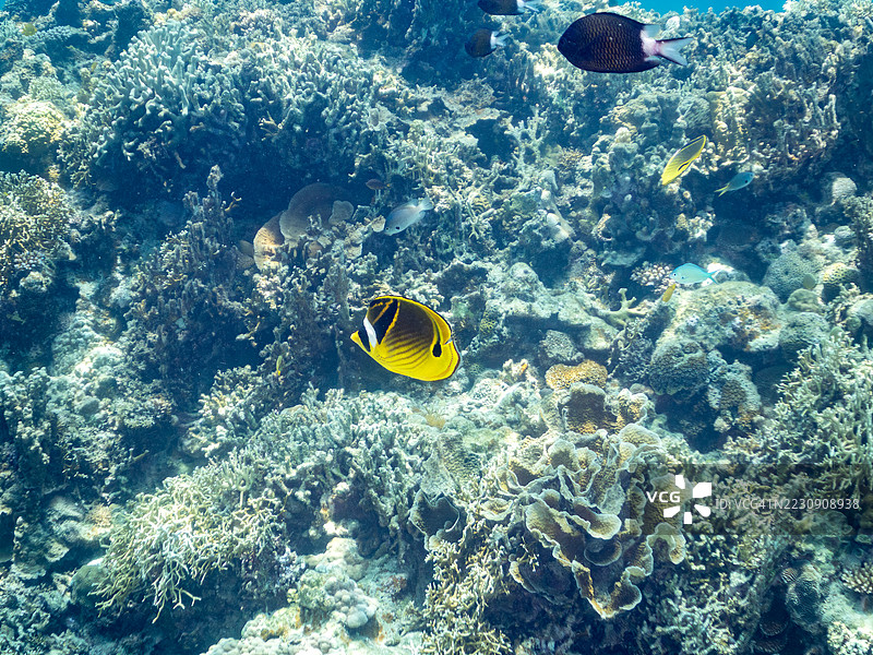美丽的月亮蝶鱼(Chaetodon lunula)和其他鱼类在奇妙的珊瑚礁中游弋。一群热带鱼。美丽的珊瑚礁和游泳的人们。阿穆罗岛、座间味岛、庆良间群岛、岛尻郡,冲绳 - 2025年6月28日图片素材