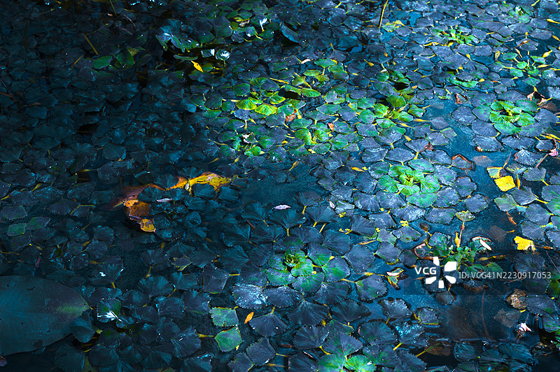 水栗叶的马赛克形成了一个充满活力色彩的抽象图案图片素材