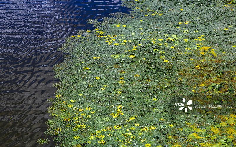 色彩斑斓的河流植物在水面上形成抽象图案图片素材