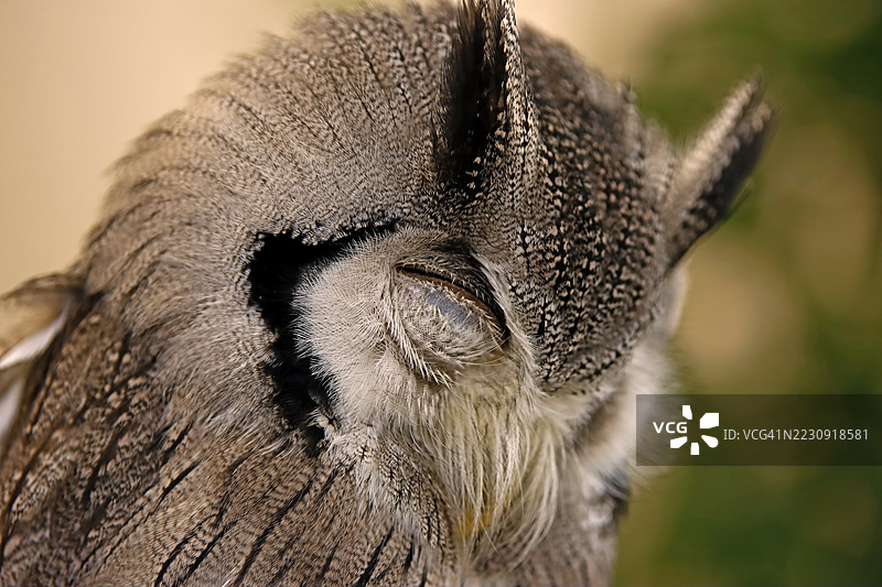 休息中的猫头鹰肖像，展示了复杂的纹理和细腻的灰色与棕色羽毛图案图片素材