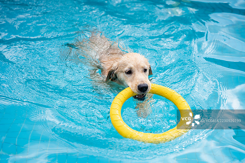 金毛寻回犬在游泳池中游泳图片素材