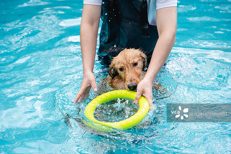 男人和金毛寻回犬在游泳池中游泳图片素材