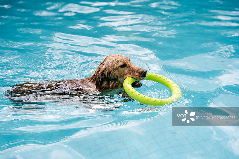 金毛寻回犬在游泳池中游泳图片素材
