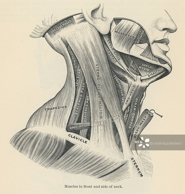 老式雕刻插图，展示颈部前侧和侧面的肌肉图片素材