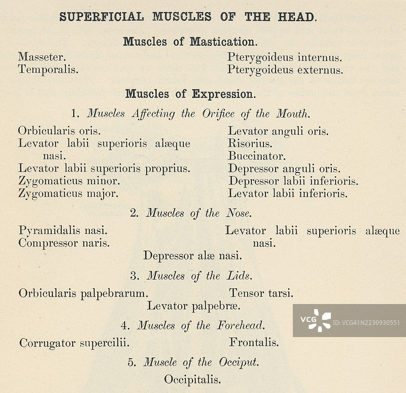 旧版雕刻插图，展示一本人体解剖书中关于头部表层肌肉的页面图片素材