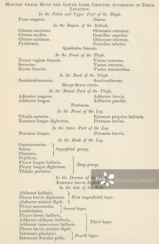 旧版雕刻插图，展示了一本人体解剖书中的一页，描述了根据位置分组的下肢运动肌肉。图片素材