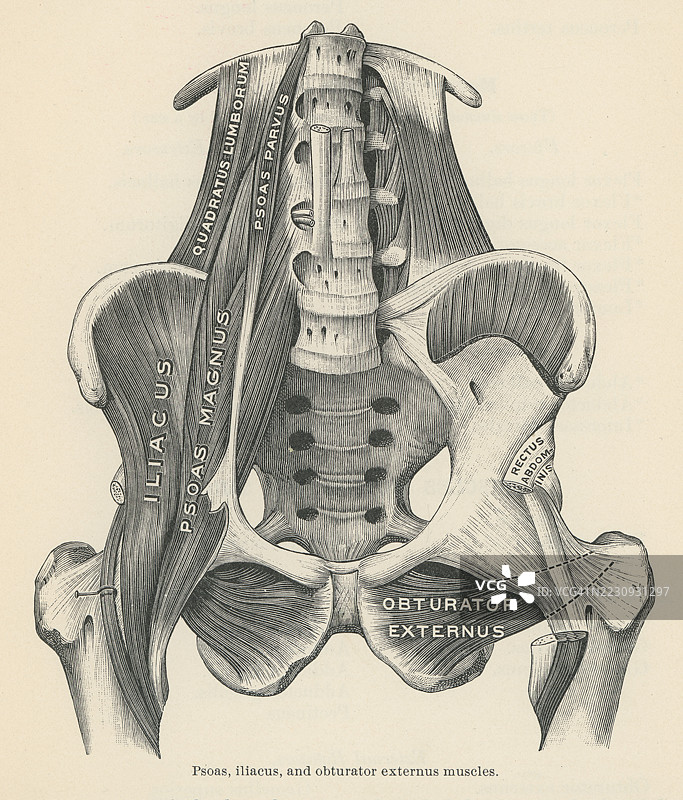 老版雕刻插图，展示了腰大肌、髂肌和外闭孔肌。图片素材