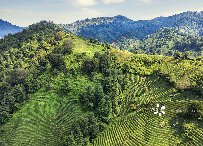 里泽山坡上的茶园图片素材