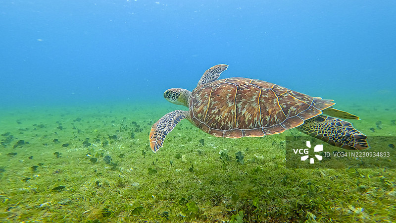 加勒比海马提尼克附近的绿海龟在水中游泳图片素材
