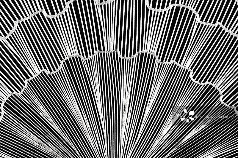 光滑的金属条纹深灰色、黑色和银色线条波浪背景。抽象背景。设计元素。图片素材