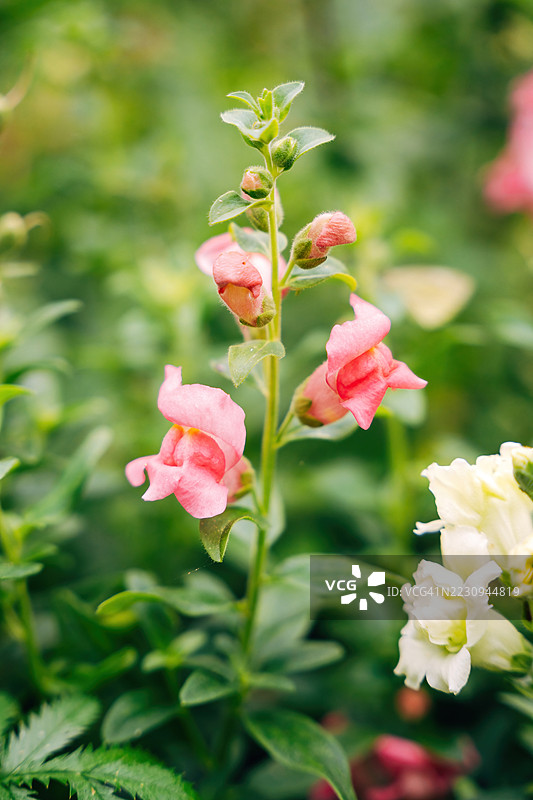 色彩斑斓的花卉装饰图片素材