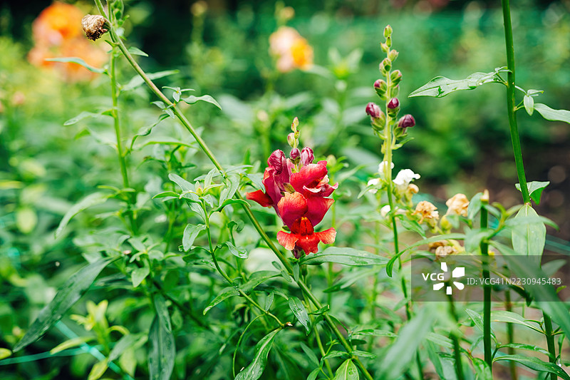 色彩斑斓的花卉装饰图片素材