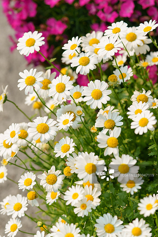 玛格丽特·弗劳尔图片素材