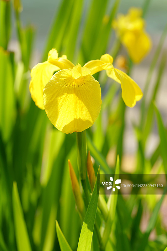 黄色鸢尾花图片素材