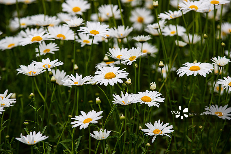 庆尚南道，哈曼图片素材