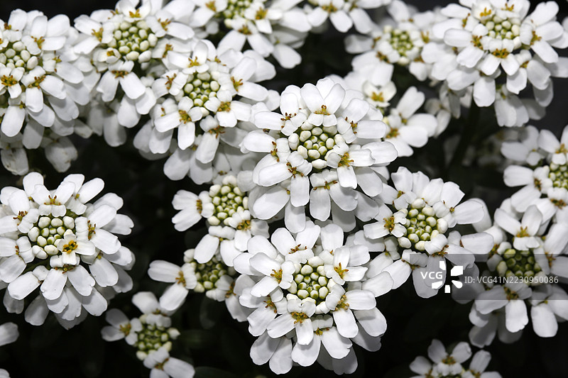 Imeris, Snowflake图片素材