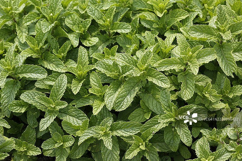 薄荷，香料图片素材