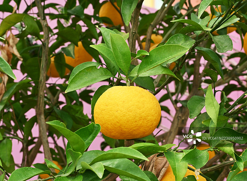 全南道，潭阳郡，国家园艺文化中心图片素材