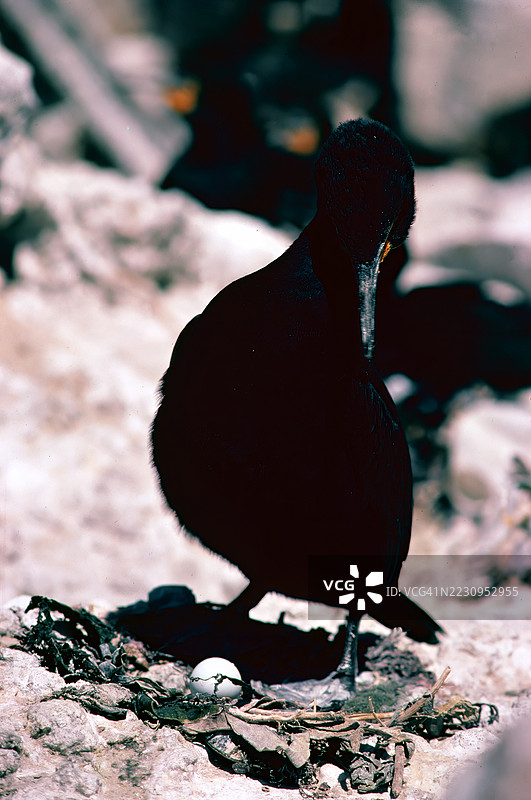 开普鸬鹚图片素材