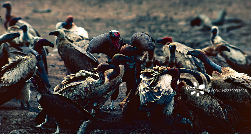秃鹫在觅食图片素材