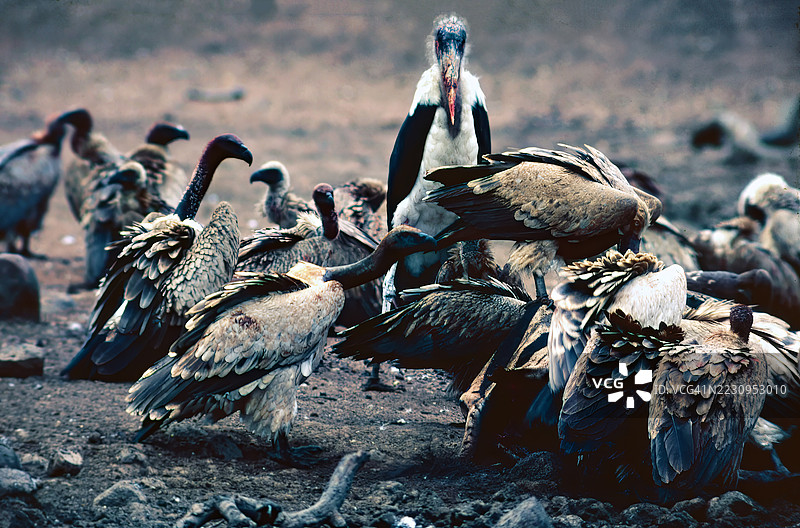 秃鹫在觅食图片素材