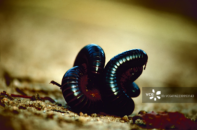 千足虫图片素材