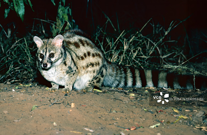 基因特图片素材
