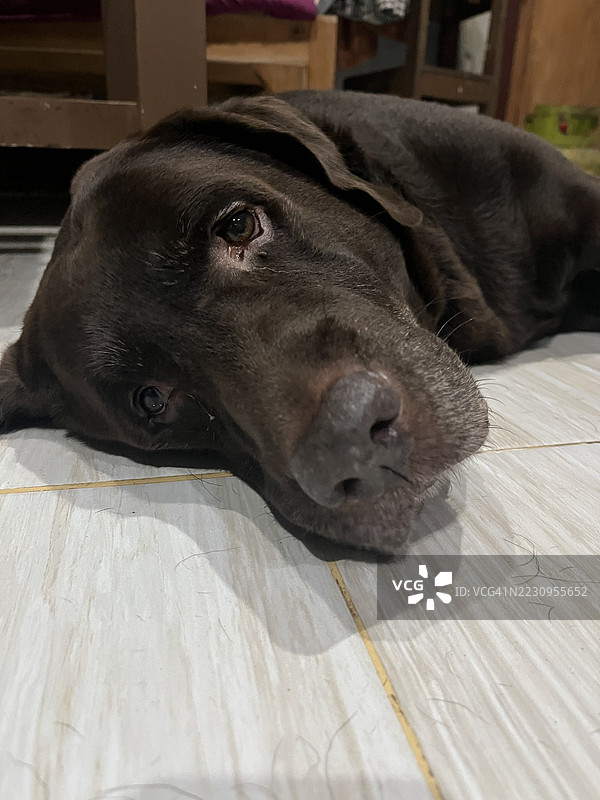 在白色瓷砖地板上休息的巧克力拉布拉多猎犬图片素材